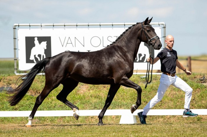 New collection Van Olst Sales
