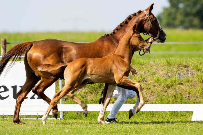 Great ending Van Olst Sales Online the Foal Edition