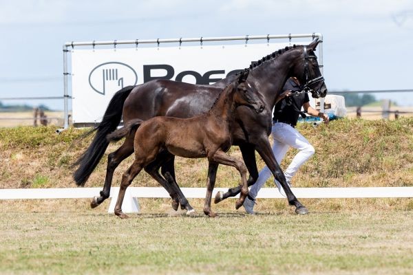 The Foal Edition 2025-2