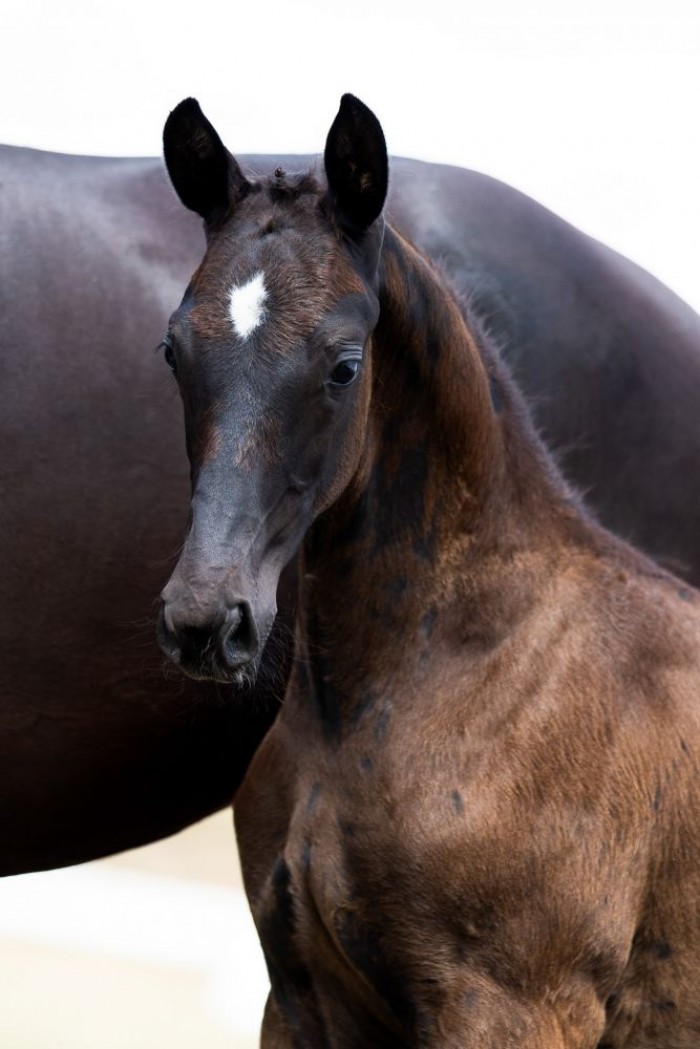 The Foal Edition part II